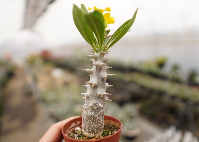 パキポディウム デンシフローラム 小 A NO.7 | mana's farm:塊根植物