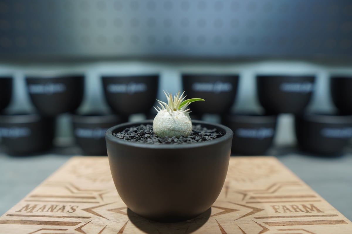 パキポディウム エブレネウム 沖縄実生株 | mana's farm:塊根植物