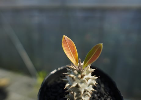 パキポディウム　デンシフローラム Pachypodium densiflorum   No.3