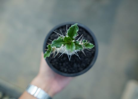 パキポディウム　サンデルシー　Pachypodeium saundersii  No.3