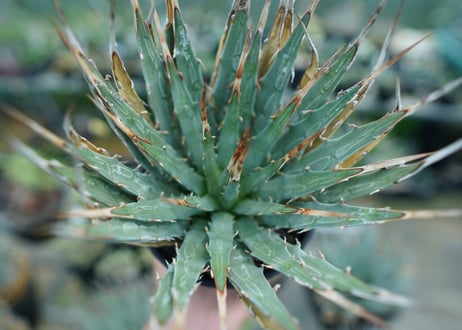 アガベ　ユタエンシス　Agave uthaensis　No.9