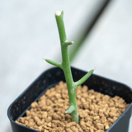 アデニア | STORES 