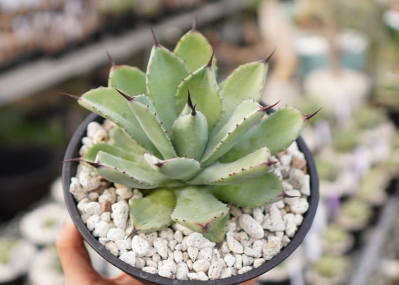 Agave Potatorum×Macroacantha ”八荒雷神” No.1 | mana