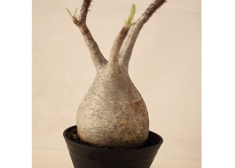 Pachypodium Gracilius パキポディウム  グラキリス  №2