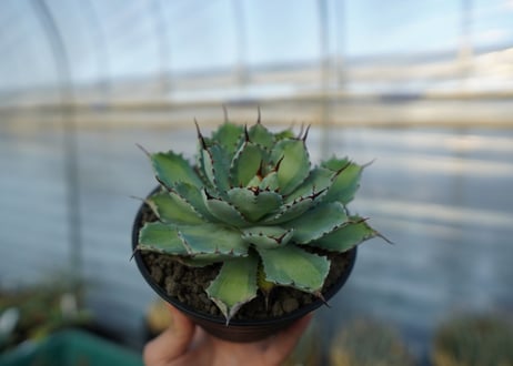 吉祥冠　中斑　Agave potatorum