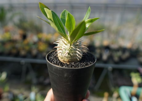 パキポディウム　恵比寿大黒　Pachypodium Densicaule