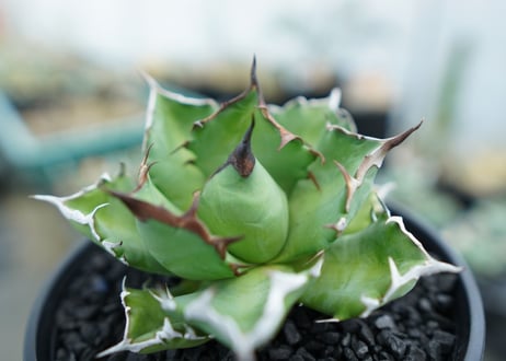 アガベ　チタノタ　姫厳竜　Agave titanota dwarf　No.1