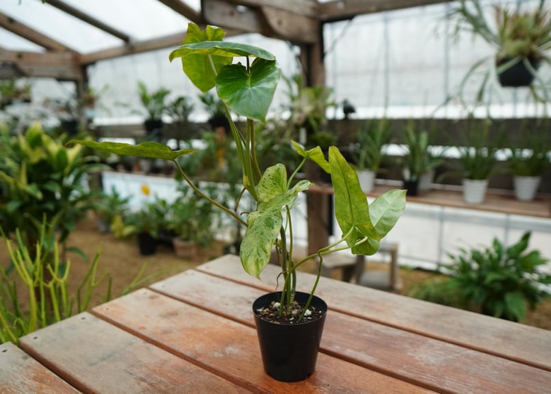 フィロデンドロン パライソヴェルデ | mana's farm:塊根植物