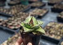 プセウド ボンバックス 沖縄実生 | mana's farm:塊根植物