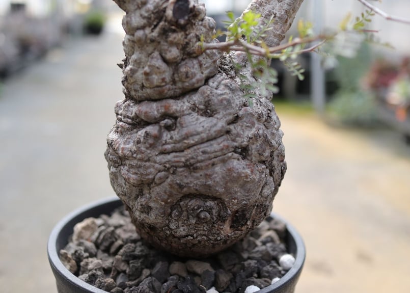 オペルクリカリアパキプス 塊根植物 オペルクリカリア パキプス《2》 | mana's farm:塊根植物