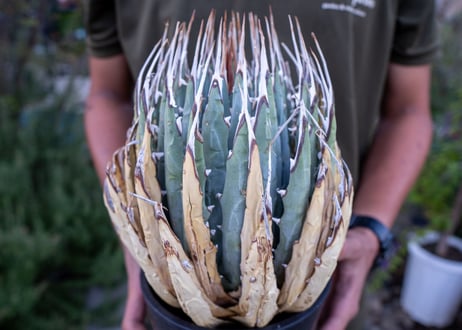 Agave uthaensis  NO.18