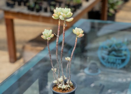 mana's green:塊根植物販売|マナズグリーン mana's green:塊根植物販売|マナズグリーン
