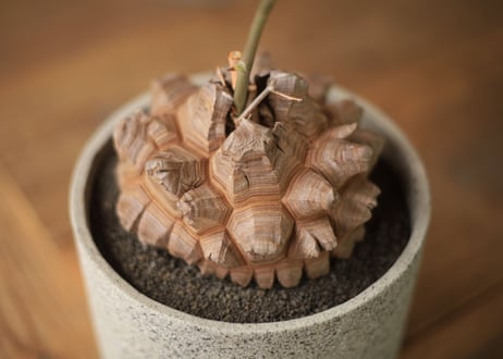亀甲竜 Dioscorea elephantipes
