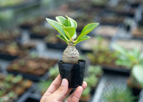 mana's farm:塊根植物・アガベ・ドライガーデン植物販売|マナズファーム