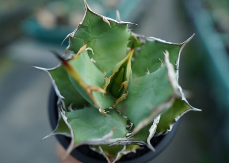 アガベ　チタノタ　FO-76　agave titanota  FO-76　No.3