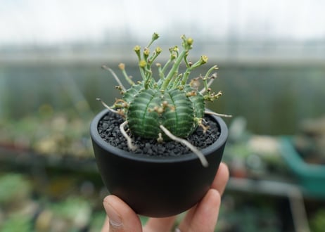 ユーフォルビア　バリダ　Euphorbia valida　No.1
