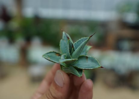 アガベ　ドラゴントゥース　Agave Dagontoes　No.1