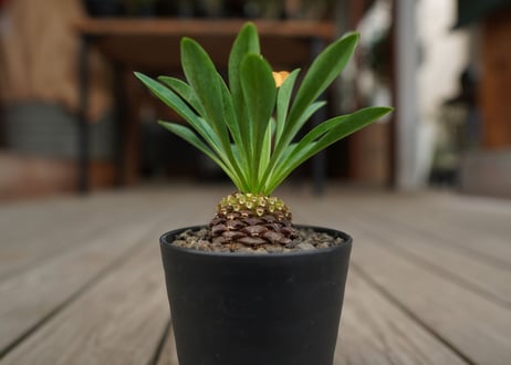 鉄甲丸　Euphorbia bupleurifolia