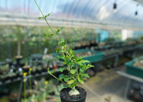 フォッケア　エデュリス　”火星人”　Fockea edulis  No.3