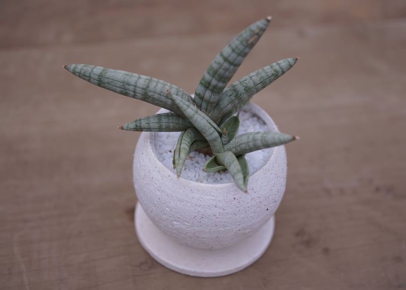 サンセベリア ボンセレンシス Sansevieria Boncellensis | mana