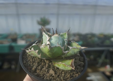 アガベ　チタノタ　 ブラックアンドブルー 　Agave titanota black and blue　No.1