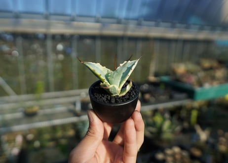 【抜き苗】アガベ 怒雷神錦　Agave potatorum verschaffeltii