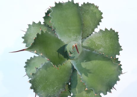 Agave potatorum 'Cameron Blue'