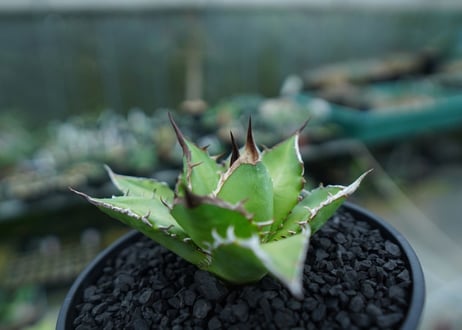 アガベ　チタノタ　Agave titanota　No.9