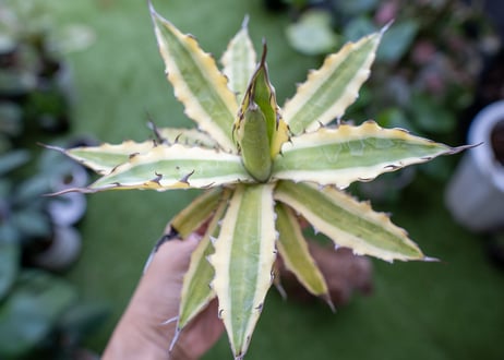 Agave xylonacantha “Frostbite”  NO.3     (G)