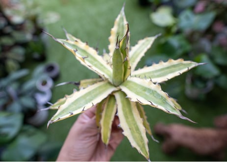 Agave xylonacantha “Frostbite”  NO.3     (G)