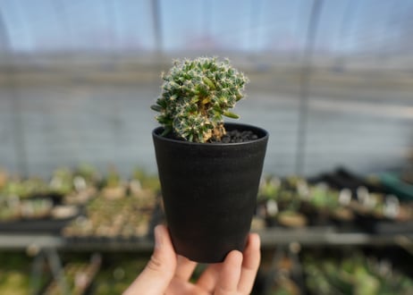 トリコディアデマ　デンサム　Trichodiadema densum  No.2