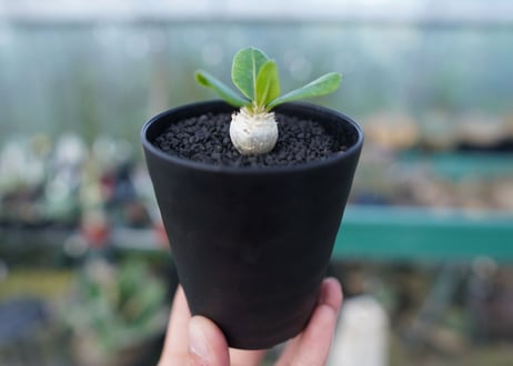 パキポディウム　恵比寿笑い　Pachypodium brevicaule　No.3