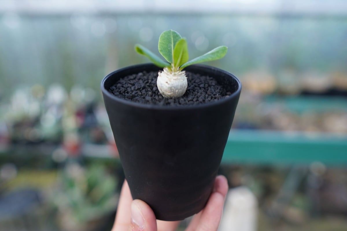 パキポディウム 恵比寿笑い Pachypodium brevicaule No.3 | man