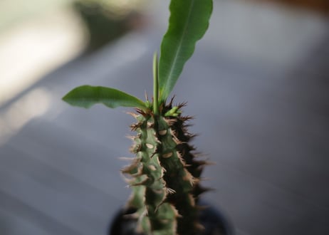噴火竜　Euphorbia viguieri