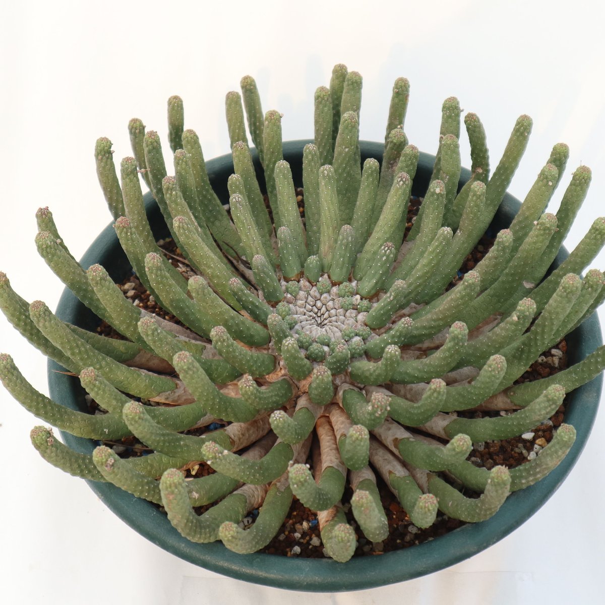 ユーフォルビア エスクレンタ | mana's farm:塊根植物・アガベ