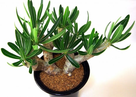 パキポディウム　イノピナツム　Pachypodium inopinatum
