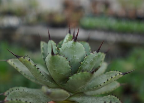 agave Potatorum×Macroacantha　”八荒雷神”　№7