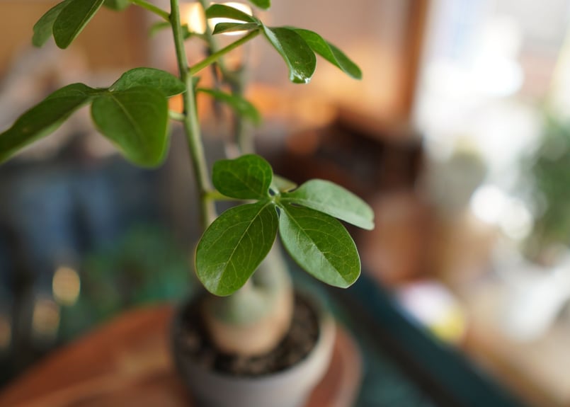アデニア グラウカ Adenia glauca | mana's farm:塊根植物
