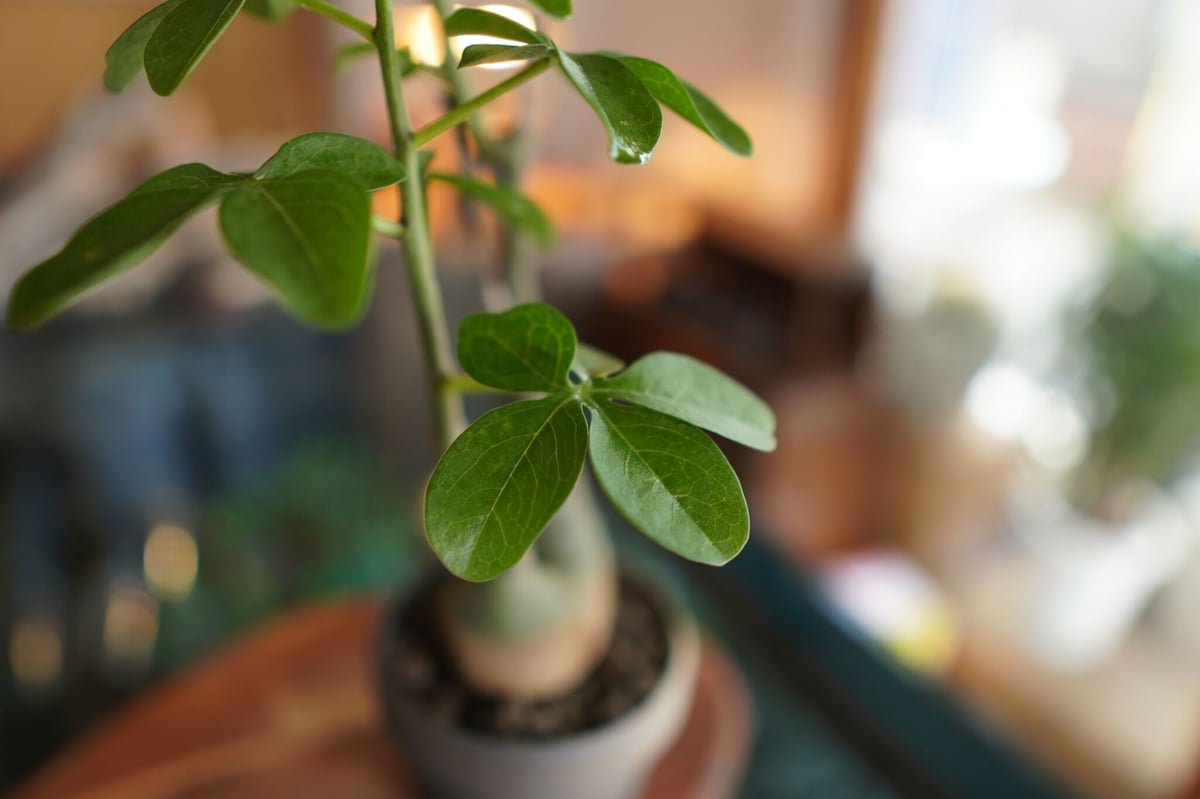 アデニア グラウカ Adenia glauca | mana's farm:塊根植物・アガベ・