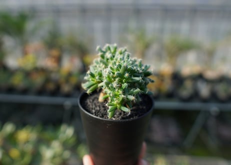 トリコディアデマ　デンサム　Trichodiadema densum