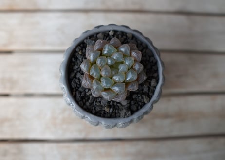ハオルチア　ブラックオブツーサ　Haworthia obtusa Black