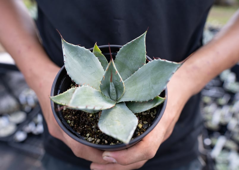 Agave parryi | mana's farm:塊根植物・アガベ・ドライガーデン植物販売