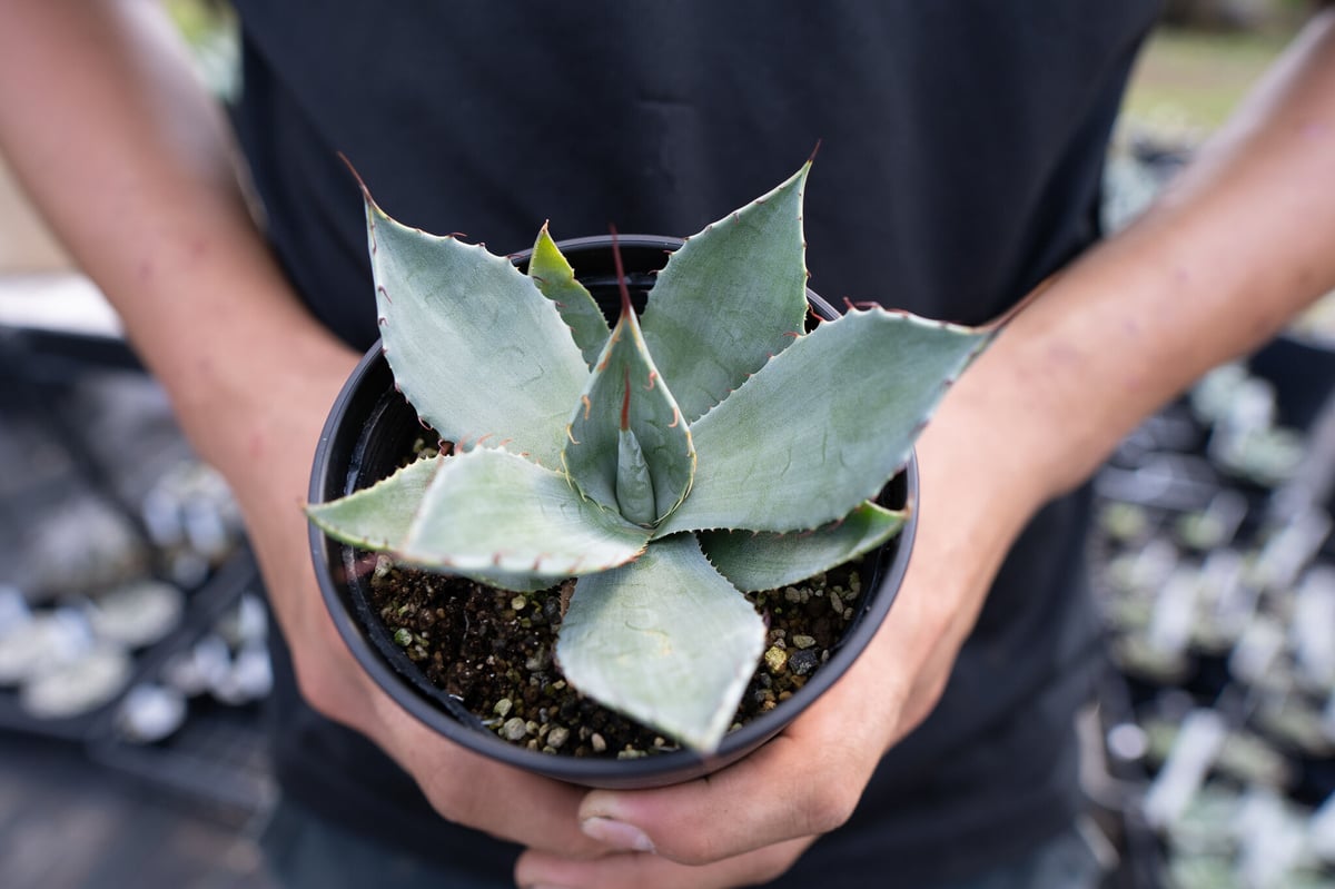 Agave parryi | mana's green:塊根植物販売|マナズグリーン