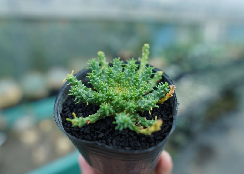 ユーフォルビア・ゴルゴニス(大) ユーフォルビア ゴルゴニス Euphorbia gorgonis No.3 | mana's
