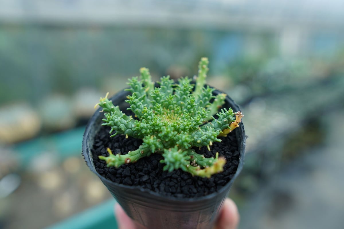 なぬかす　ゴルゴニス　スティローサ　グラキリス　まとめ現地球 ユーフォルビア ゴルゴニス Euphorbia gorgonis No.3 | mana's