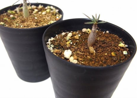 Pachypodium    パキポディウム　グラキリス 実生苗