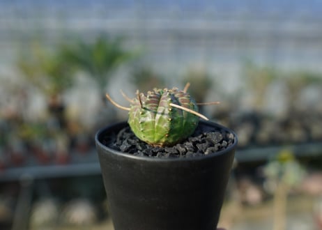 ユーフォルビア　スーパーバリダ　Euphorbia super valida  No.1