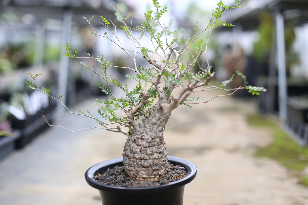 【塊根植物】オペルクリカリア パキプス fit=scale-down,w=1200