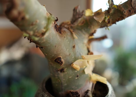 コミフォラ カタフ ターカネンシス 　Commiphora kataf ver.turkanensis