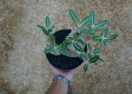 パキポディウム　デンシフローラム Pachypodium densiflorum   No.2